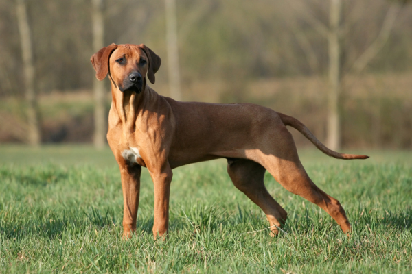 Rhodéský ridgeback